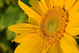 太陽花,關閉,黃色