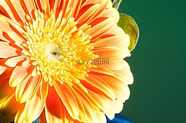 花,特写,关闭了