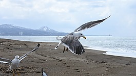 動(dòng)物,天空,云