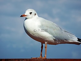 海鷗,鳥,水禽