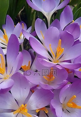番紅花,春天,鮮花