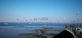 海,海鷗,潮汐