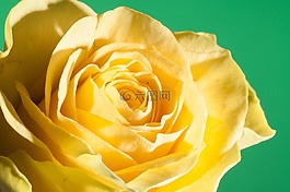 花,特寫,關(guān)閉了