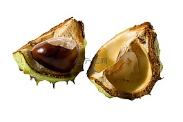 板栗,秋季,水果
