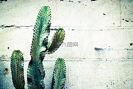 仙人掌,植物,刺
