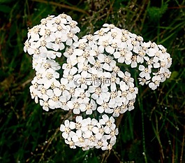 白花,花卉,小花