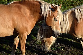 haflinger,马,动物