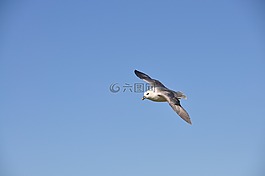 鳥,自然,飛行