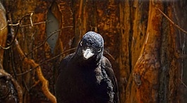 鳥,啄木鳥,視圖