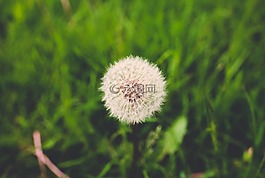蒲公英,植物區(qū)系,花