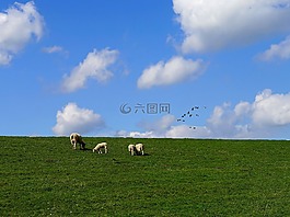 堤防工程,云,羊