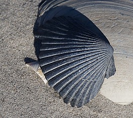 海貝殼,沙,海灘