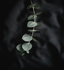 綠色,葉,植物