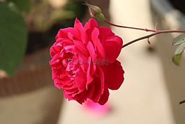 玫瑰,羅莎,花