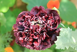 花,花的,戶外