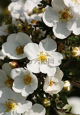 花,夏,有
