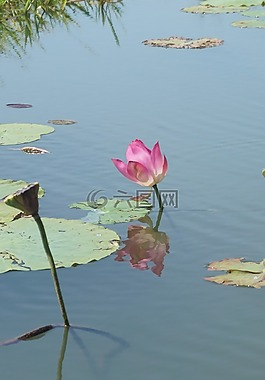 蓮花,澳大利亞,反思