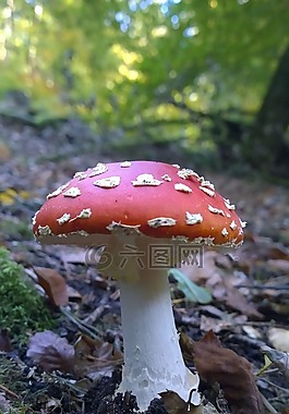 飛木耳,蘑菇,森林