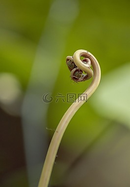 植物,特寫,奇怪