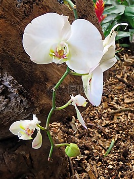 蘭花,白花,開花