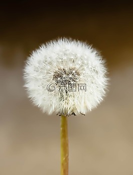 蒲公英,種子,自然