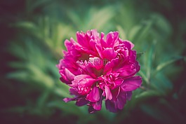 盛開,開花,植物區(qū)系