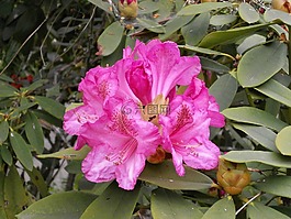 杜鹃,石南科,春天的花朵