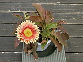 非洲菊,春天的花朵,盆栽的植物