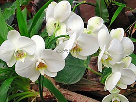 蘭花,白花,開(kāi)花