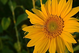 太陽花,關(guān)閉,黃色