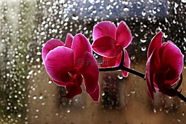 鮮花,蘭花,雨