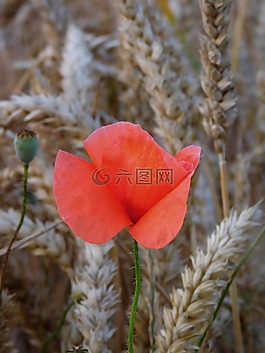 罌粟,現(xiàn)場,谷物