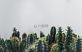 仙人掌,植物