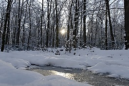 雪,森林,性質(zhì)
