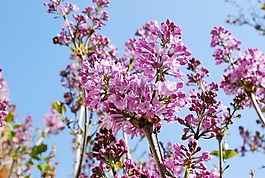 鮮花,天空,粉紅色