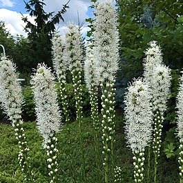 kwiaty,wiosna,kwiat