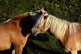 haflinger,马,动物