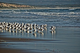 海鷗,海灘,藍(lán)色