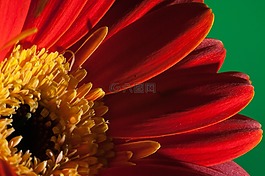 花,特写,关闭了
