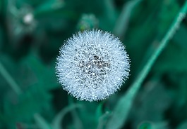 盛開(kāi),開(kāi)花,蒲公英
