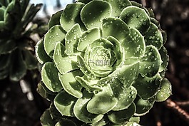盛開(kāi),開(kāi)花,特寫(xiě)