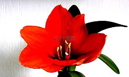 花,凤梨,开花