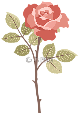 玫瑰,花卉,性質(zhì)