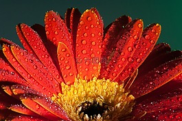 花,特寫,關(guān)閉了
