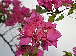 九重葛,粉紅色,紙