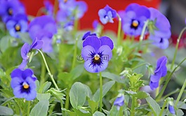 鮮花,花,jardiniere