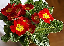 報春花,花,rozkwitni?ty
