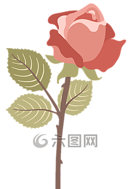 玫瑰,粉紅色,花卉