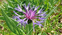 鮮花,宏,性質(zhì)