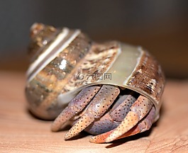蟹,寄居蟹,甲殼動(dòng)物